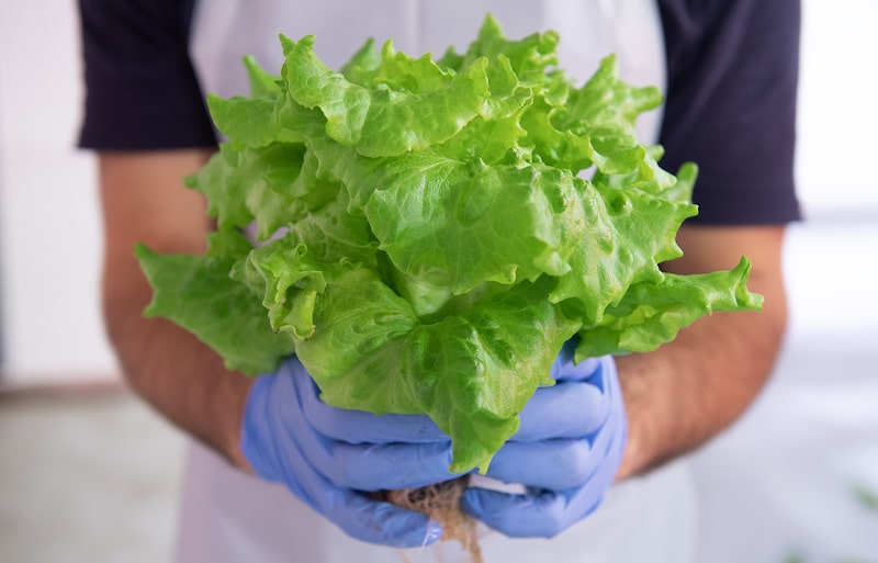 A worker holds a head of green curly lettuce at Lufa Farms in Montreal, Quebec, Canada, on Monday, May 15, 2023. Lufa Farms, a company dedicated to creating a more direct and local food system, announced the opening of its first indoor farm in the Saint-Laurent borough of Montreal. Photographer: Graham Hughes/Bloomberg A worker holds a head of green curly lettuce at Lufa Farms in Montreal, Quebec, Canada, on Monday, May 15, 2023. Lufa Farms, a company dedicated to creating a more direct and local food system, announced the opening of its first indoor farm in the Saint-Laurent borough of Montreal. Photographer: Graham Hughes/Bloomberg