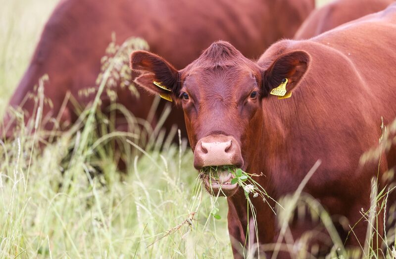 Ativistas criticam movimentação de animais vivos Ativistas criticam movimentação de animais vivos