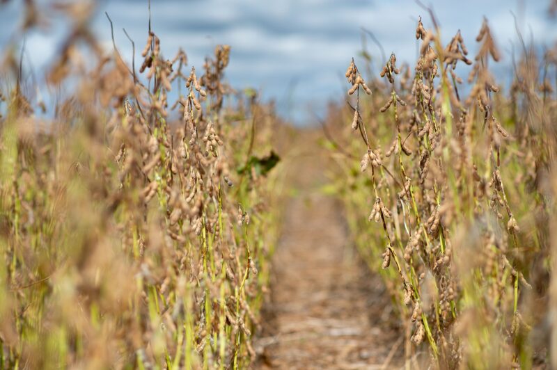 Plantação de soja Plantação de soja