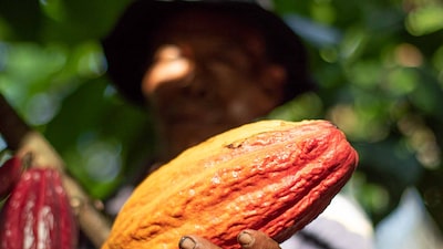 Dengo aposta no cacau de qualidade para crescer e vai na contramão do ‘sabor chocolate' Dengo aposta no cacau de qualidade para crescer e vai na contramão do ‘sabor chocolate'