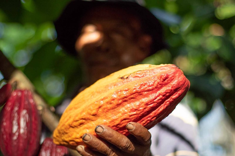 Produtores de cacau Dengo Produtores de cacau Dengo