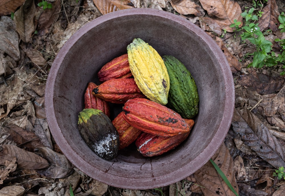 Freshly harvested cocoa pods in a bucket. Photographer: Andrew Caballero-Reynolds/Bloomberg Freshly harvested cocoa pods in a bucket. Photographer: Andrew Caballero-Reynolds/Bloomberg