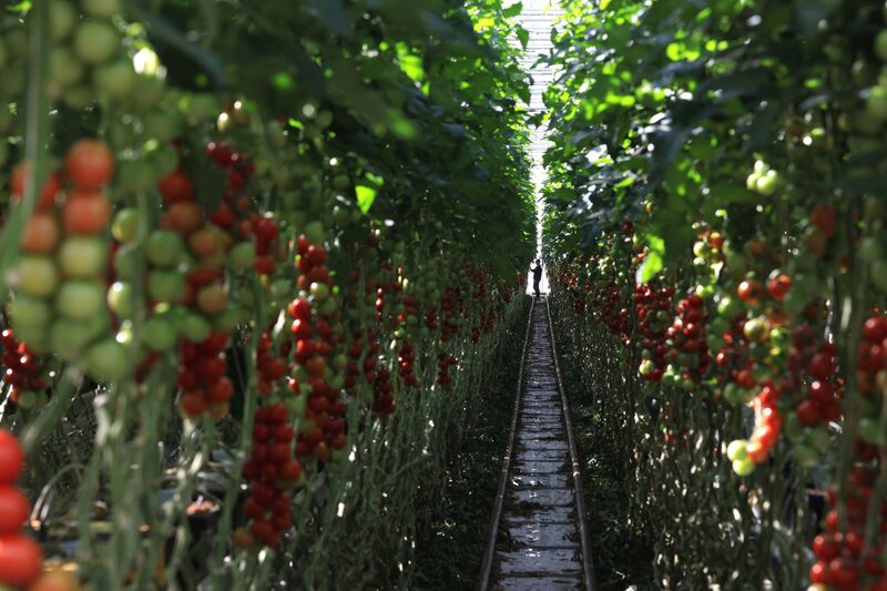 Cosecha de tomates en uno de los invernaderos de Wittenberg Gemses. Cosecha de tomates en uno de los invernaderos de Wittenberg Gemses.