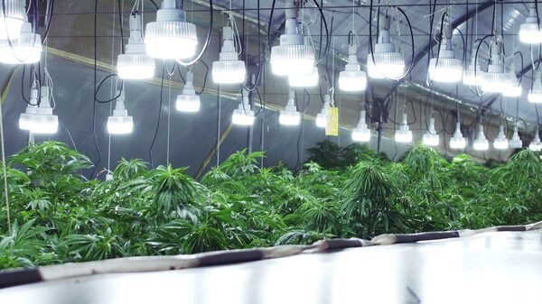 Dominican Former Red Sox Slugger ‘Big Papi’ Launches Cannabis Brand  Dominican Former Red Sox Slugger ‘Big Papi’ Launches Cannabis Brand