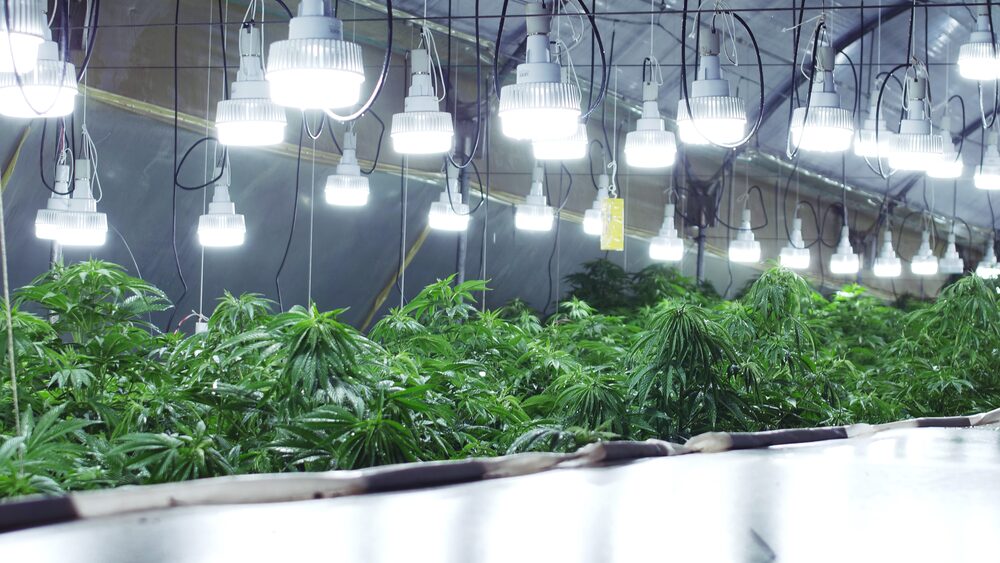 Es la primera empresa ecuatoriana con licencia para cultivar cannabis en Ecuador. Es la primera empresa ecuatoriana con licencia para cultivar cannabis en Ecuador.