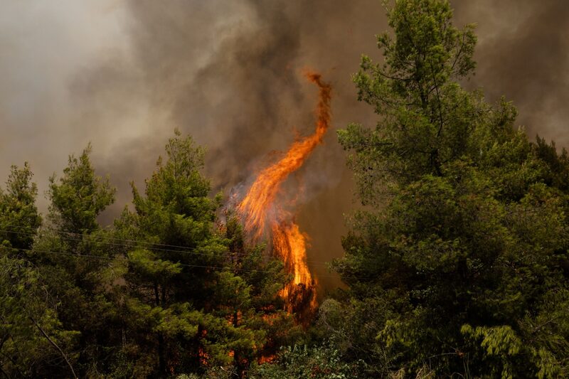 Un incendio arde a través de los árboles en un área forestal. Un incendio arde a través de los árboles en un área forestal.
