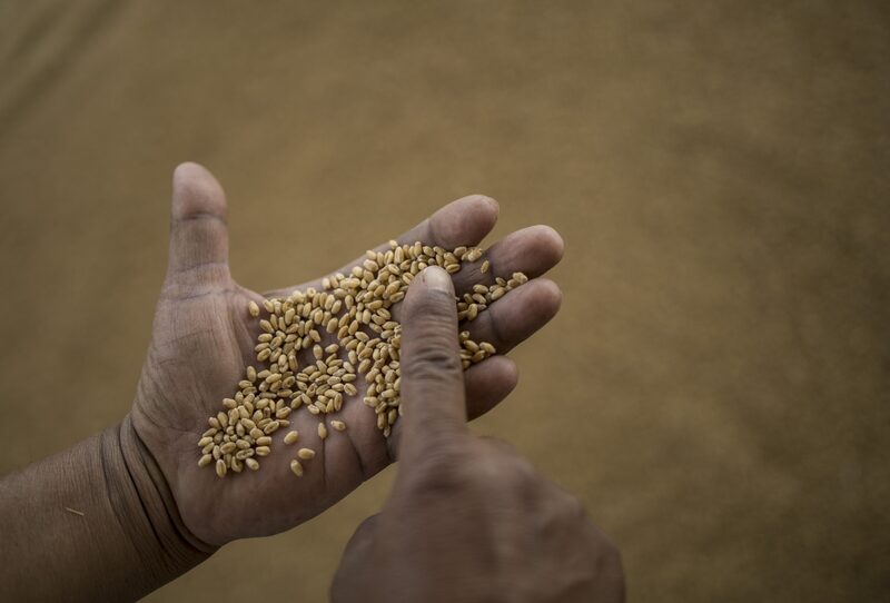 A buyer examines the quality of wheat grains at a wholesale market in the Narela district of New Delhi, India. A buyer examines the quality of wheat grains at a wholesale market in the Narela district of New Delhi, India.