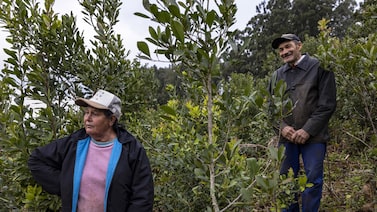 Erva-mate conquista mercado global enquanto produtores argentinos migram para o Brasil Erva-mate conquista mercado global enquanto produtores argentinos migram para o Brasil