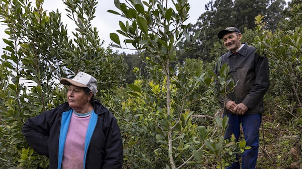 Erva-mate conquista mercado global enquanto produtores argentinos migram para o Brasil Erva-mate conquista mercado global enquanto produtores argentinos migram para o Brasil