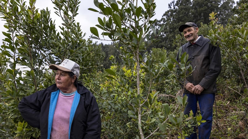 Erva-mate conquista mercado global enquanto produtores argentinos migram para o Brasil Erva-mate conquista mercado global enquanto produtores argentinos migram para o Brasil