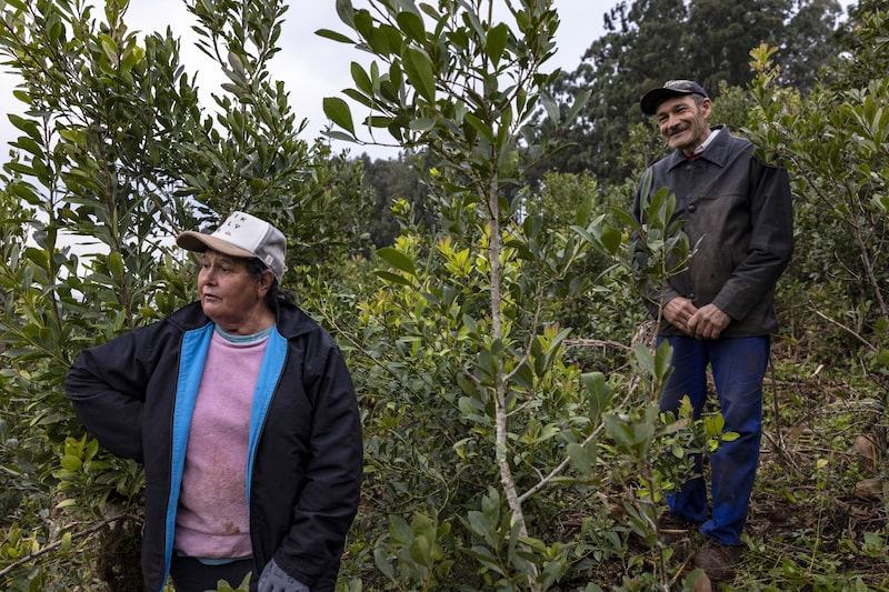 Nade Benvenutti, à esquerda, e seu marido colhem erva-mate em sua propriedade rural nos arredores de Ilópolis. Nade Benvenutti, à esquerda, e seu marido colhem erva-mate em sua propriedade rural nos arredores de Ilópolis.