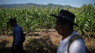 La ONU advierte que El Niño podría agravar el hambre en América Latina y el Caribe La ONU advierte que El Niño podría agravar el hambre en América Latina y el Caribe