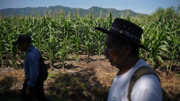 La ONU advierte que El Niño podría agravar el hambre en América Latina y el Caribe La ONU advierte que El Niño podría agravar el hambre en América Latina y el Caribe