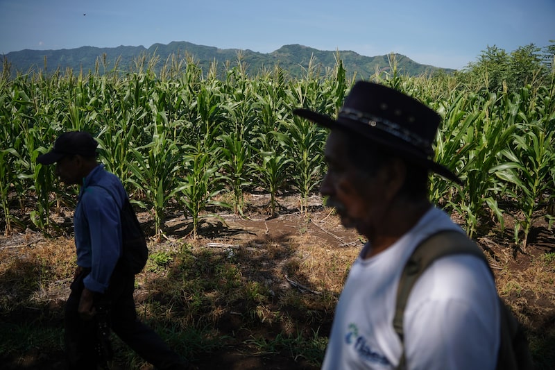 La ONU advierte que El Niño podría agravar el hambre en América Latina y el Caribe. La ONU advierte que El Niño podría agravar el hambre en América Latina y el Caribe.