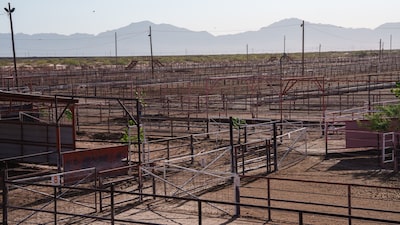 Frigoríficos dos EUA enfrentam ameaça de fechamento por escassez de gado Frigoríficos dos EUA enfrentam ameaça de fechamento por escassez de gado