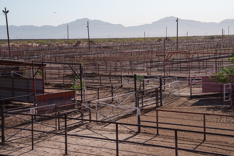 A situação foi agravada pela interrupção em curso dos embarques de gado mexicano para impedir a disseminação da praga mortal da mosca-da-bicheira, ou mosca-varejeira A situação foi agravada pela interrupção em curso dos embarques de gado mexicano para impedir a disseminação da praga mortal da mosca-da-bicheira, ou mosca-varejeira