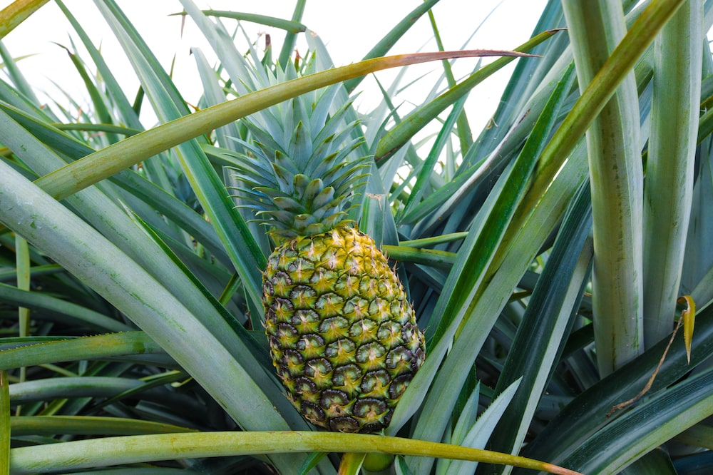 Siembra de piña en Monte Plata, República Dominicana. Siembra de piña en Monte Plata, República Dominicana.