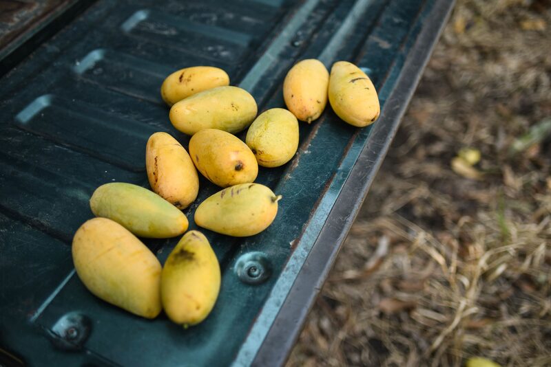 Entre las variedades de mango sembradas en Colombia predomina el de hilacha (39 %), Tommy (20 %), Keitt (10 %), Yulima (10 %) y de azúcar (5 %). Entre las variedades de mango sembradas en Colombia predomina el de hilacha (39 %), Tommy (20 %), Keitt (10 %), Yulima (10 %) y de azúcar (5 %).