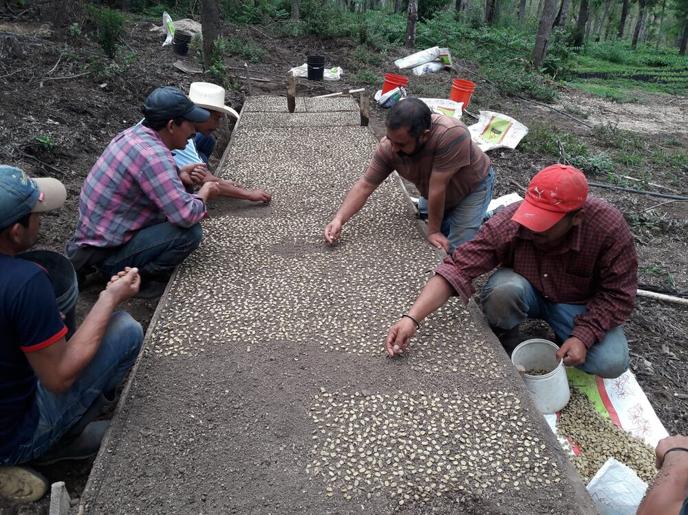 también cuentan con semilleros de diferentes plantas para poder reforestar los bosques. también cuentan con semilleros de diferentes plantas para poder reforestar los bosques.