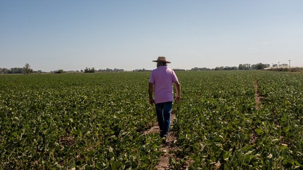 Las lluvias mejoran la perspectiva de la cosecha de soja, pero se enciende una luz amarilla en el maíz Las lluvias mejoran la perspectiva de la cosecha de soja, pero se enciende una luz amarilla en el maíz