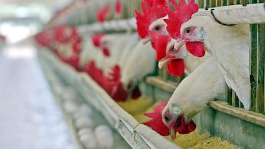 Brasil tem alta das exportações de frango e preços devem se recuperar, diz J.P. Morgan Brasil tem alta das exportações de frango e preços devem se recuperar, diz J.P. Morgan