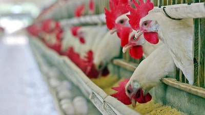 Brasil tem alta das exportações de frango e preços devem se recuperar, diz J.P. Morgan Brasil tem alta das exportações de frango e preços devem se recuperar, diz J.P. Morgan