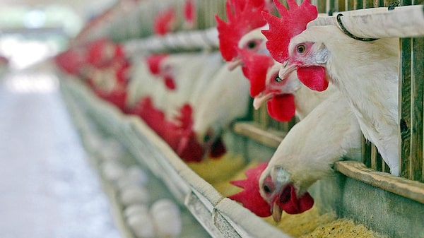 Brasil tem alta das exportações de frango e preços devem se recuperar, diz J.P. Morgan Brasil tem alta das exportações de frango e preços devem se recuperar, diz J.P. Morgan