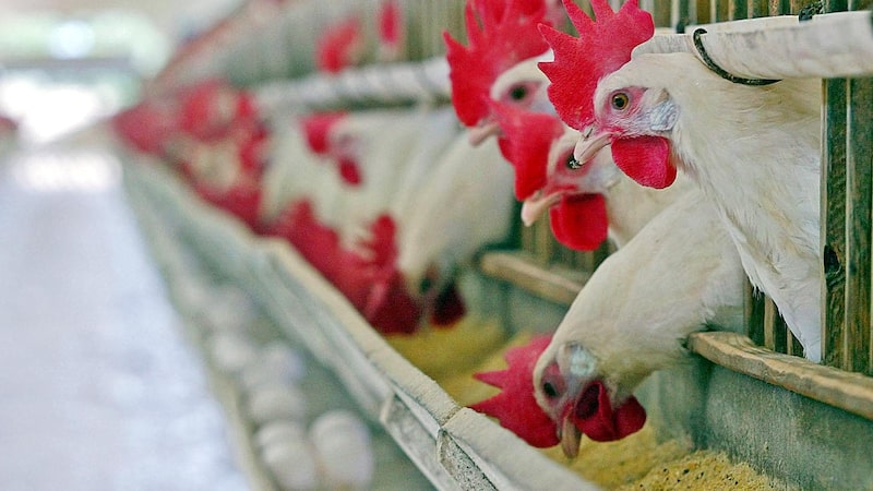 Brasil tem alta das exportações de frango e preços devem se recuperar, diz J.P. Morgan Brasil tem alta das exportações de frango e preços devem se recuperar, diz J.P. Morgan