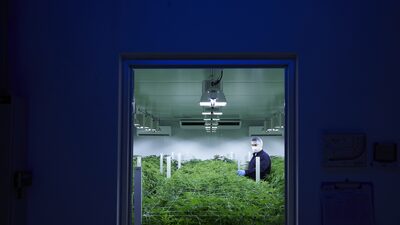 Uruguay prometía ser potencia del cannabis medicinal y ahora enfrenta un éxodo empresarial Uruguay prometía ser potencia del cannabis medicinal y ahora enfrenta un éxodo empresarial