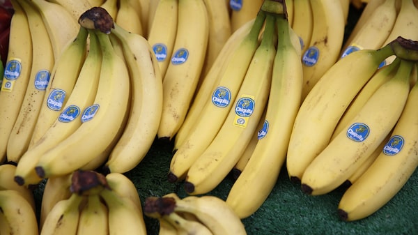 El Niño amenaza la oferta de banano y pone en riesgo sus bajos precios, alerta Chiquita El Niño amenaza la oferta de banano y pone en riesgo sus bajos precios, alerta Chiquita