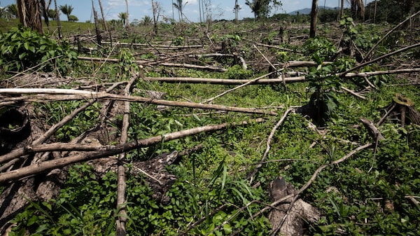 En 2022 la deforestación en Colombia se redujo 29,1%, el dato más bajo desde 2013 En 2022 la deforestación en Colombia se redujo 29,1%, el dato más bajo desde 2013