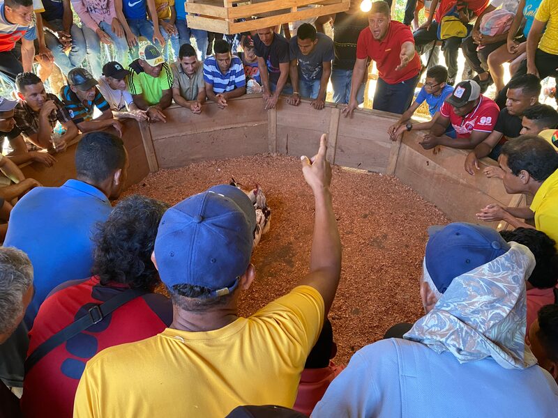 Habitantes de El Rincón rodean la arena para pelea de gallos en Carúpano / Raylí Luján Habitantes de El Rincón rodean la arena para pelea de gallos en Carúpano / Raylí Luján
