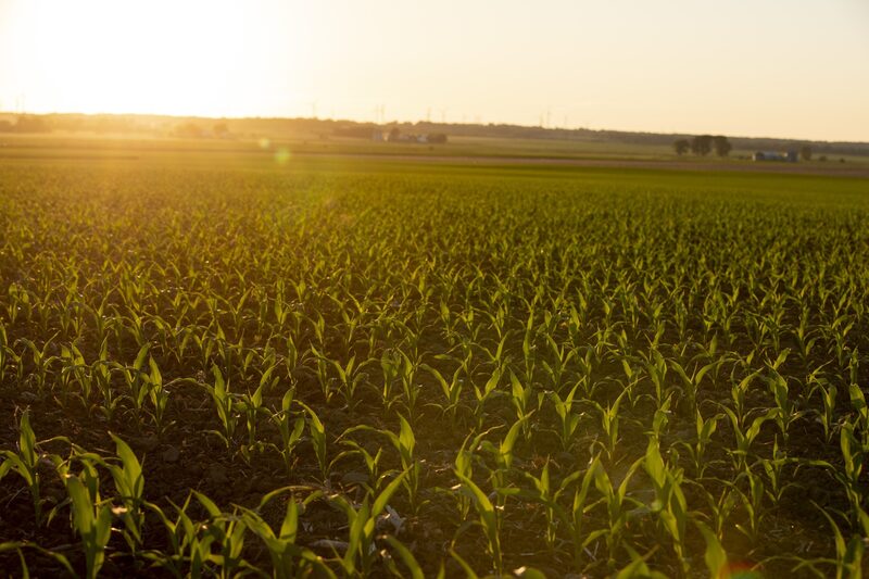 A melhora nas condições climáticas, que trouxeram chuvas para a região produtora de milho dos Estados Unidos, está derrubando os preços na bolsa e reduzindo o ritmo de comercialização do cereal americano A melhora nas condições climáticas, que trouxeram chuvas para a região produtora de milho dos Estados Unidos, está derrubando os preços na bolsa e reduzindo o ritmo de comercialização do cereal americano