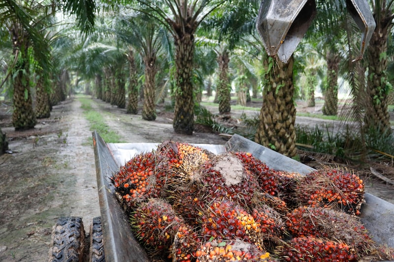 En el 2024 el aceite de palma, que se puede producir todo el año, elevó su precio en un 10%. En el 2024 el aceite de palma, que se puede producir todo el año, elevó su precio en un 10%.