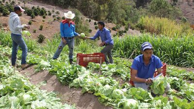 El Niño en Colombia pasa factura a cultivos agrícolas y podría repuntar la inflación El Niño en Colombia pasa factura a cultivos agrícolas y podría repuntar la inflación