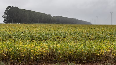 Alívio nos preços de fertilizantes deve ajudar milho no Brasil e deixar soja de lado Alívio nos preços de fertilizantes deve ajudar milho no Brasil e deixar soja de lado