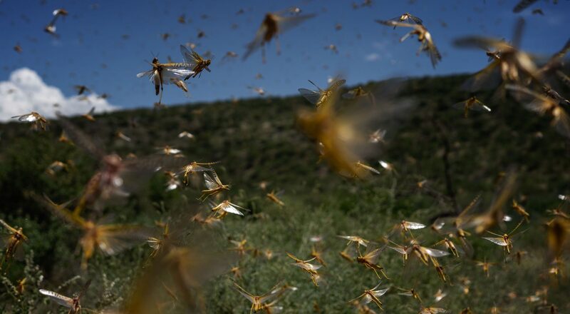 Las langostas que estaban posadas en los árboles durante la noche emprenden el vuelo por la mañana del 21 de mayo de 2020 en el condado de Samburu, Kenia. Las langostas que estaban posadas en los árboles durante la noche emprenden el vuelo por la mañana del 21 de mayo de 2020 en el condado de Samburu, Kenia.