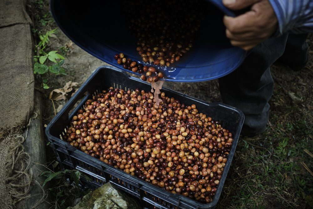 A worker with a container of coffee cherries during a harvest at a ranch in Mexico. Photographer: Mauricio Palos/Bloomberg A worker with a container of coffee cherries during a harvest at a ranch in Mexico. Photographer: Mauricio Palos/Bloomberg
