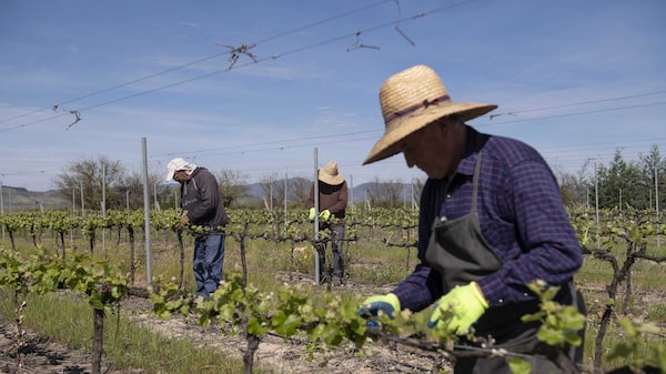 O plano da maior vinícola da América Latina para superar a retração do mercado O plano da maior vinícola da América Latina para superar a retração do mercado