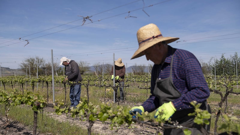‘Invasão europeia’? Chile prepara defesa de seu mercado de vinhos no Brasil ‘Invasão europeia’? Chile prepara defesa de seu mercado de vinhos no Brasil
