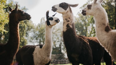 Las llamas se perfilan como el arma secreta de la ciencia para desarrollar nuevos fármacos Las llamas se perfilan como el arma secreta de la ciencia para desarrollar nuevos fármacos