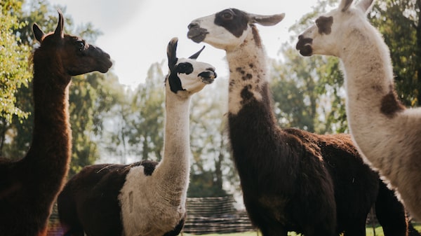 Las llamas se perfilan como el arma secreta de la ciencia para desarrollar nuevos fármacos Las llamas se perfilan como el arma secreta de la ciencia para desarrollar nuevos fármacos