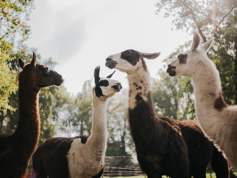 llamas llamas