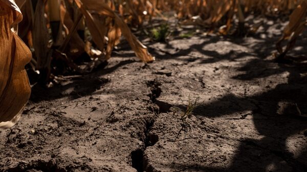 Cifras de la sequía histórica en Argentina: dólares que no ingresarán y pérdidas en el sector Cifras de la sequía histórica en Argentina: dólares que no ingresarán y pérdidas en el sector