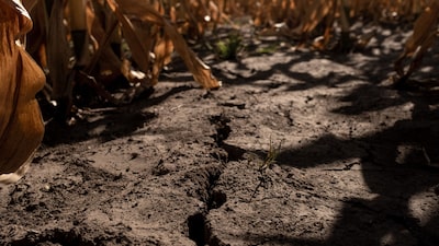 Adaptarse, mitigar y preservar, lo que puede hacer LatAm ante la crisis climática Adaptarse, mitigar y preservar, lo que puede hacer LatAm ante la crisis climática