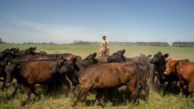 Preço da carne bovina atinge recorde global com maior apetite de EUA e China Preço da carne bovina atinge recorde global com maior apetite de EUA e China