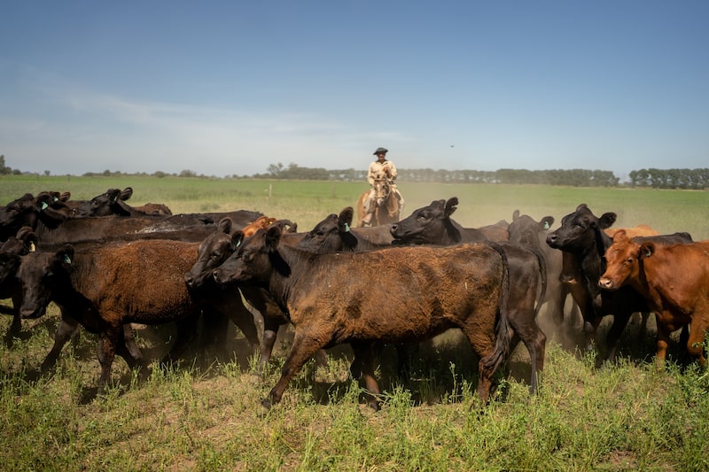 Os custos mais altos dos produtos lácteos também estão pesando sobre a oferta, já que há menos gado disponível para abate. (Foto: Bloomberg) Os custos mais altos dos produtos lácteos também estão pesando sobre a oferta, já que há menos gado disponível para abate. (Foto: Bloomberg)