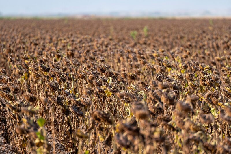 Girasoles muertos a causa de la sequía en un sembradío de California Girasoles muertos a causa de la sequía en un sembradío de California