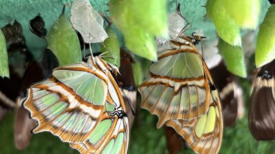 La venta de mariposas vivas: un negocio de Colombia que cobra fuerza exportadora y tiene tinte ambiental La venta de mariposas vivas: un negocio de Colombia que cobra fuerza exportadora y tiene tinte ambiental