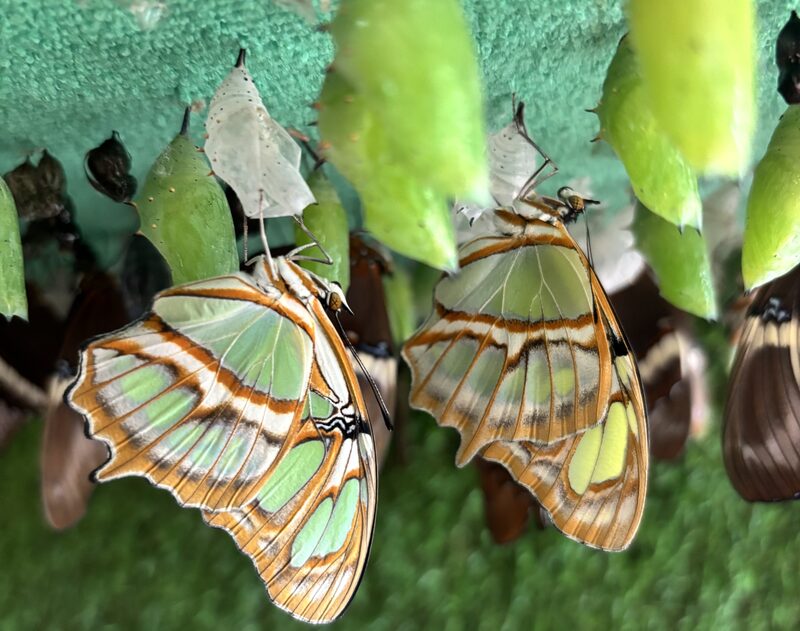 La venta de mariposas vivas: un negocio de Colombia que también cobra fuerza afuera. La venta de mariposas vivas: un negocio de Colombia que también cobra fuerza afuera.